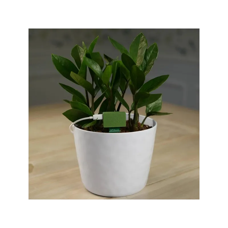 Apollo Automation - Capteur pour plantes Apollo PLT-1 pour Home Assistant (version Non-Battery )